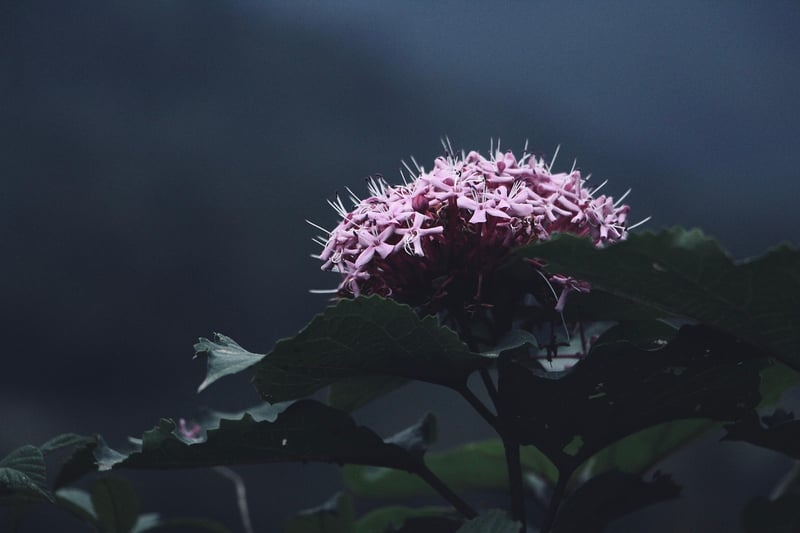 Secret Garden Photoshoot