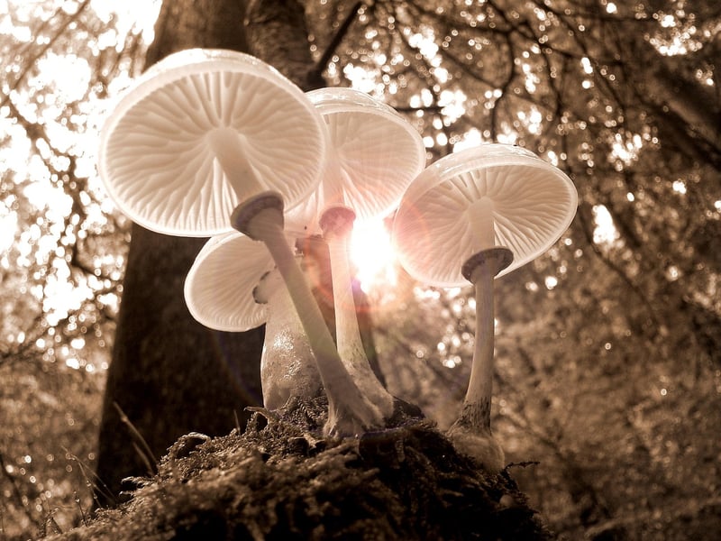 Foraged Mushrooms